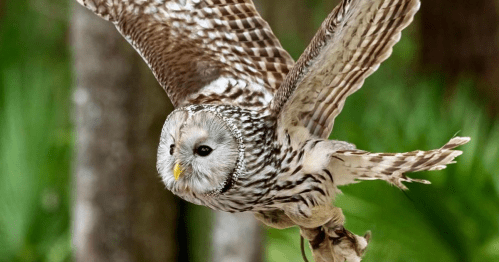 A majestic owl in flight, showcasing its detailed feathers and keen eyes against a blurred green background.