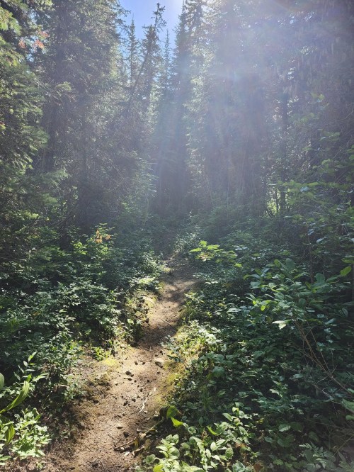A sunlit forest path surrounded by tall trees and lush greenery, creating a serene and inviting atmosphere.