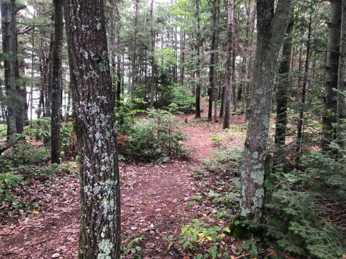 A serene forest path surrounded by tall trees and lush greenery, with a soft dirt trail leading through the woods.