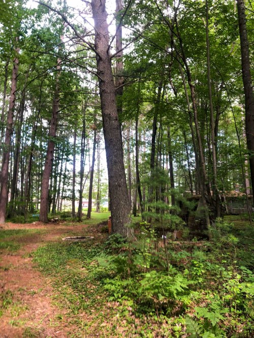 A serene forest path surrounded by tall trees and lush greenery, with soft sunlight filtering through the leaves.