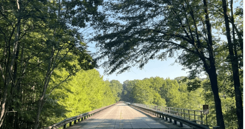 A road in Ville Platte, Louisiana framed by vibrant green trees.