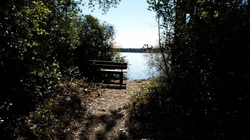 A serene path leads to a bench by a calm lake, surrounded by lush greenery under a clear blue sky.