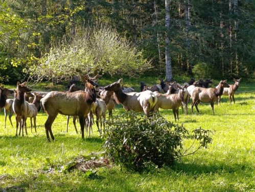 A herd of elk stands in a lush green field surrounded by trees and shrubs.