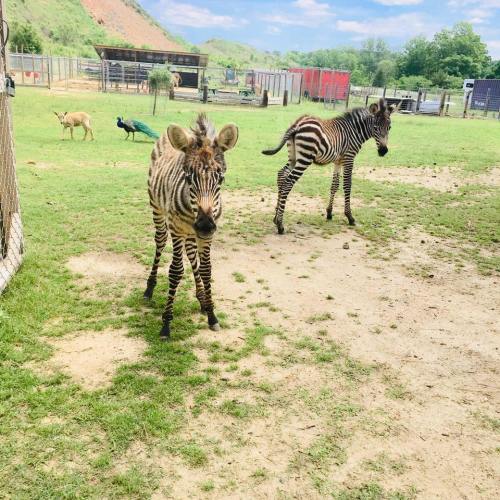 Two zebras stand on a grassy area, with peacocks and enclosures visible in the background under a blue sky.