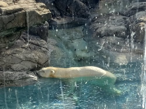 A polar bear rests on a rock near the water, with a blurred glass surface in the foreground.