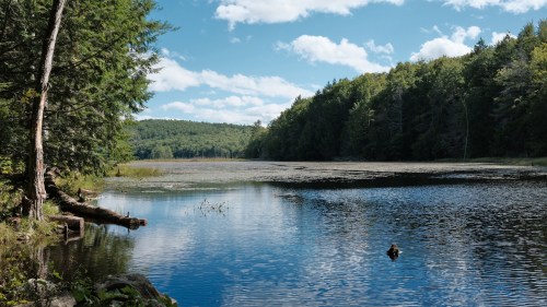 A serene lake surrounded by lush green trees under a blue sky with fluffy clouds.