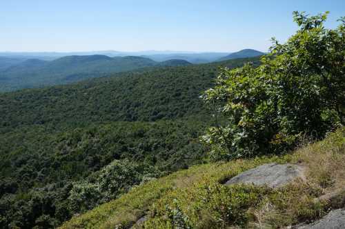 essay tree plantation alt