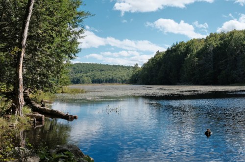 A serene lake surrounded by lush greenery and trees under a bright blue sky with fluffy clouds.