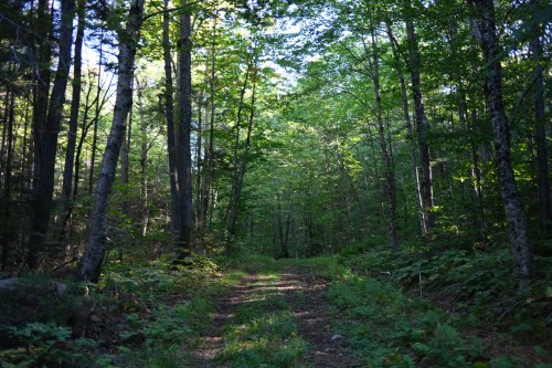 A serene forest path surrounded by tall trees and lush greenery under a clear blue sky.