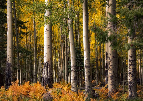 A vibrant forest of tall aspen trees with golden leaves and ferns in shades of orange and green.