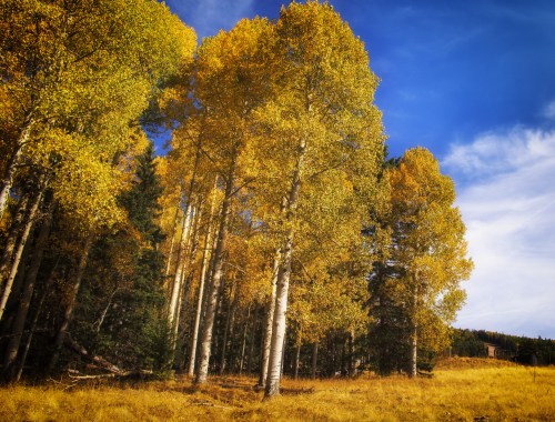 A vibrant autumn landscape featuring tall trees with golden leaves against a blue sky and grassy ground.