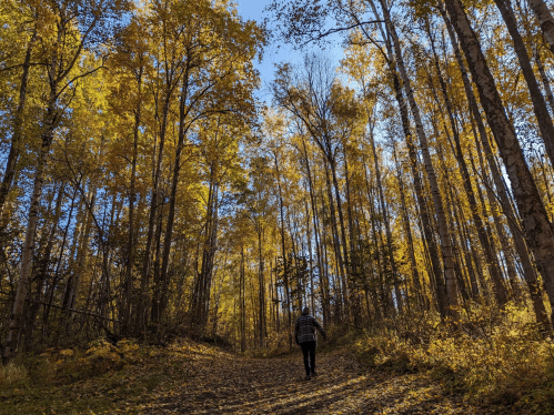 A person walks along a forest path surrounded by tall trees with vibrant autumn leaves under a clear blue sky.