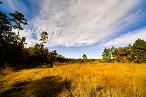 A wide, open field with tall grass and scattered trees under a blue sky with wispy clouds.