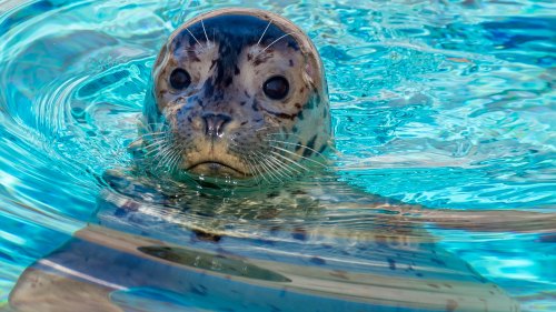 A close-up of a seal swimming in clear blue water, with its head above the surface and a curious expression.