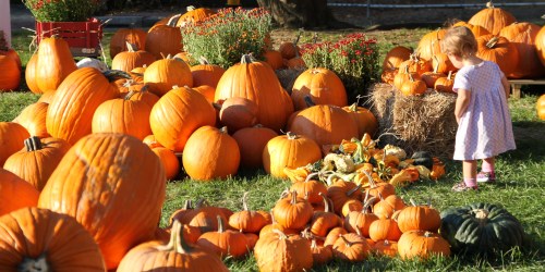 A young child explores a pumpkin patch filled with various sizes of bright orange pumpkins and hay bales.