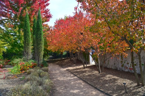 A scenic pathway lined with vibrant autumn trees in shades of red and orange, surrounded by greenery.
