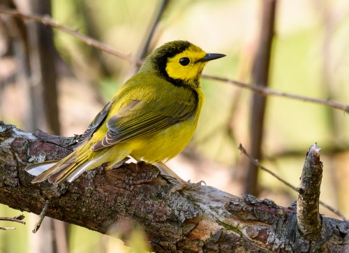 A small bird with a bright yellow body and black cap perched on a branch, surrounded by blurred greenery.