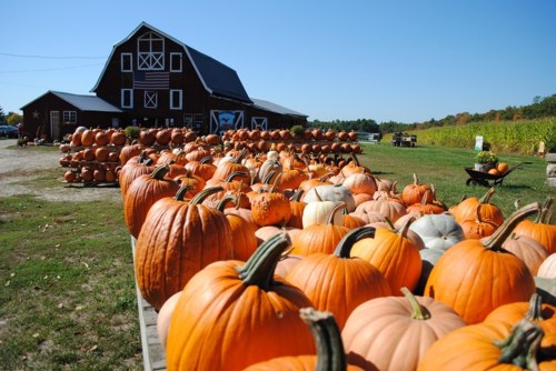 A pumpkin patch with numerous pumpkins displayed in front of a barn under a clear blue sky.