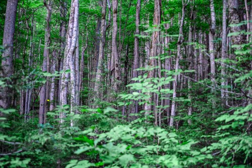 A dense forest with tall trees and lush green foliage, creating a serene and natural atmosphere.