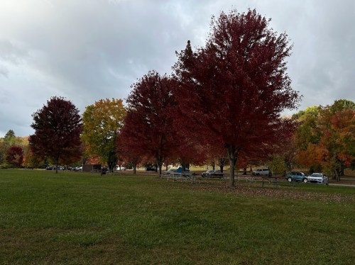 A park scene featuring vibrant red trees in autumn, with grassy areas and cars parked in the background.