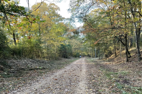 A gravel path through a forest with autumn foliage, leading into the distance where two people are walking.