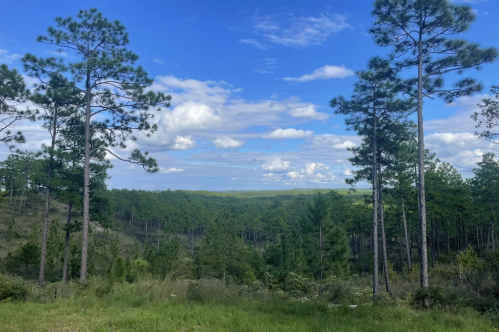 A scenic view of a lush green forest with tall pine trees under a blue sky with fluffy white clouds.