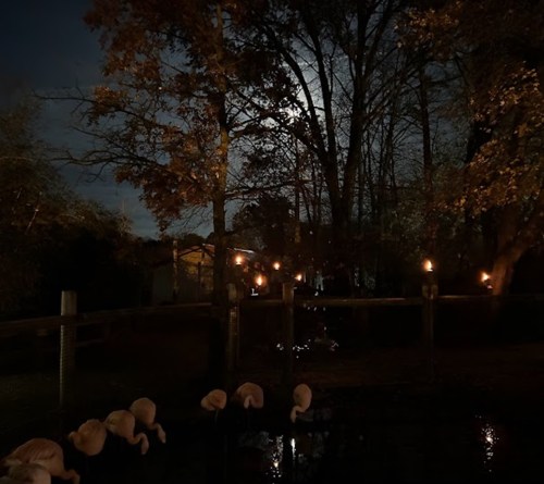 A serene night scene with swans resting by a moonlit pond, surrounded by trees and softly glowing candles.