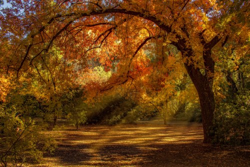 A vibrant autumn scene with a large tree and colorful leaves, casting shadows on a sunlit, leaf-covered path.