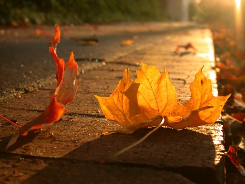 A close-up of vibrant autumn leaves on a sunlit brick path, with soft shadows and warm colors.