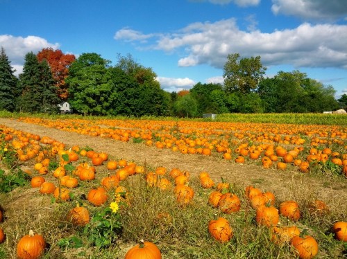 A vibrant pumpkin patch with numerous pumpkins scattered across a field under a blue sky and fluffy clouds.