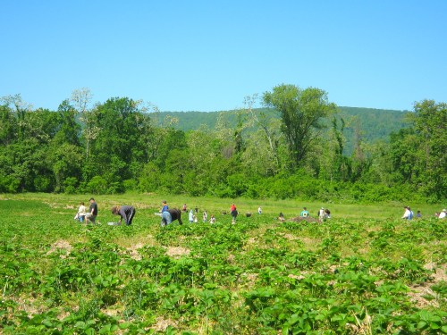 People harvesting crops in a lush green field under a clear blue sky, surrounded by trees and hills.