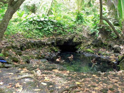 A natural hot spring surrounded by lush greenery, with three people relaxing in the water.