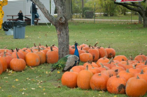 A peacock stands among a cluster of orange pumpkins in a grassy area, with trees and a tent in the background.
