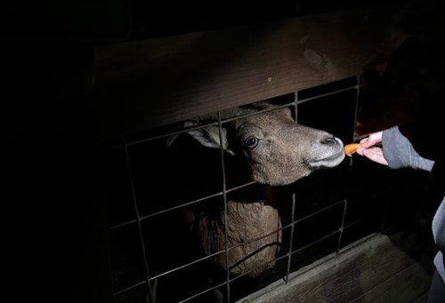 A person feeding a goat a carrot through a fence in low light.