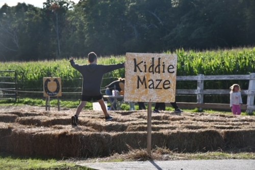 A child plays in a hay maze at a farm, with a sign reading "Kiddie Maze" nearby and cornfields in the background.