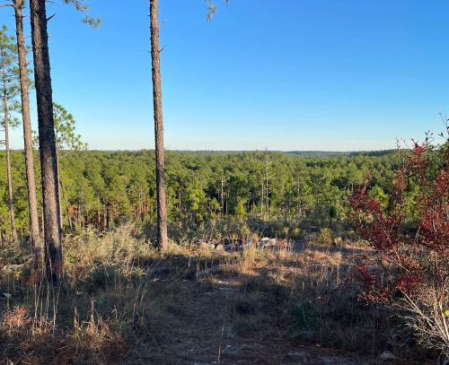 A scenic view of a forested landscape with tall trees and a clear blue sky in the background.