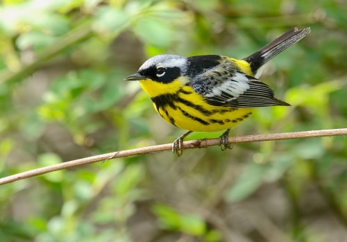 A small bird with a black and yellow striped body perched on a thin branch, surrounded by green foliage.