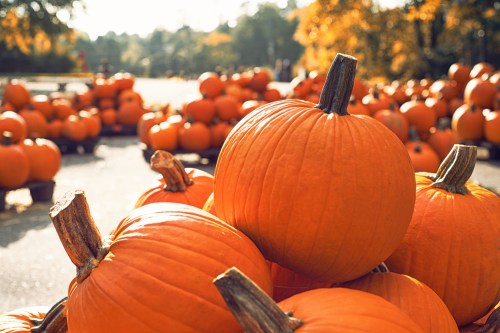A pile of bright orange pumpkins in a sunny autumn setting, with more pumpkins scattered in the background.