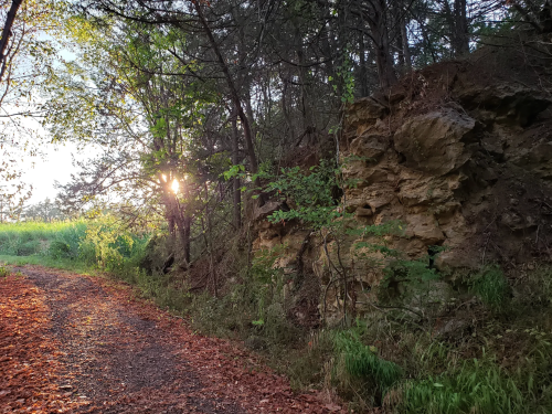 A sunbeam filters through trees beside a rocky path, surrounded by greenery and fallen leaves.