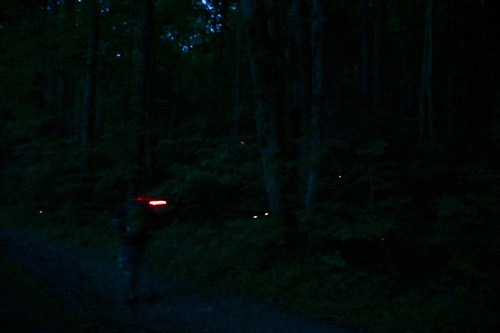 A person walks along a dark forest path, illuminated by fireflies and a red light in the background.
