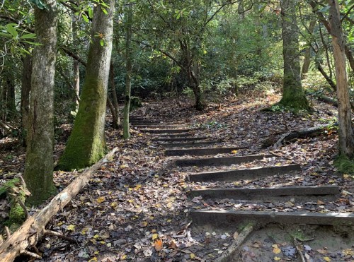 A winding stone staircase through a forest, surrounded by trees and fallen leaves.