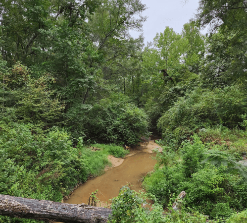 A serene forest scene with a winding creek surrounded by lush greenery and trees under a cloudy sky.