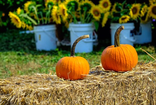 Two orange pumpkins sit on a hay bale, with sunflowers in buckets blurred in the background.