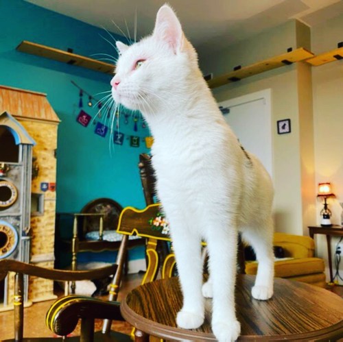 A white cat stands proudly on a wooden table, gazing into the distance in a cozy, colorful room.