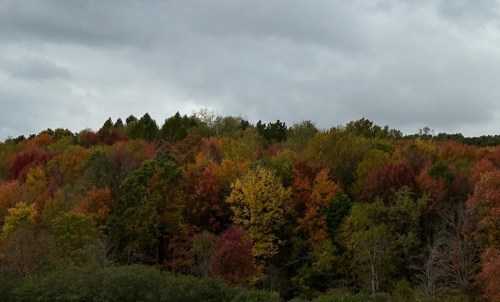 A vibrant autumn forest with a mix of red, orange, and yellow leaves under a cloudy sky.