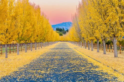 A scenic pathway lined with vibrant yellow trees and fallen leaves, set against a soft pastel sky at sunset.