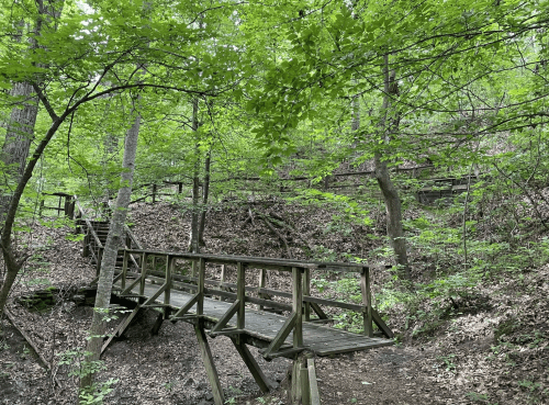 A wooden bridge crosses a small path in a lush green forest with trees and foliage surrounding it.