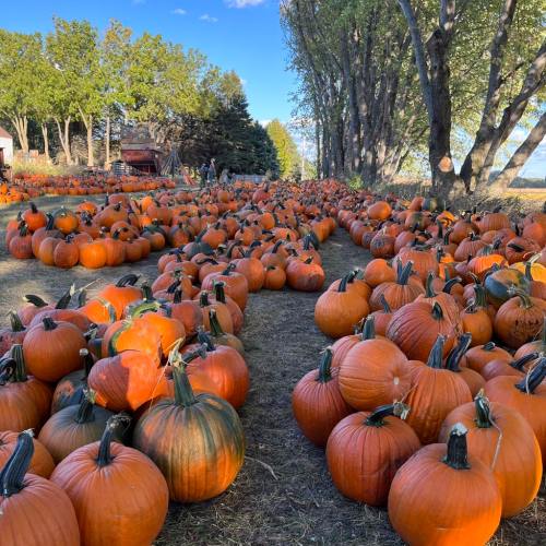 A pumpkin patch filled with rows of bright orange pumpkins under a clear blue sky and trees in the background.