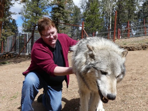 A person kneels beside a large wolf in a natural setting, gently interacting with the animal. Trees are in the background.