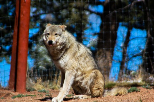 A coyote sits on the ground, surrounded by a fence, with trees and a blue sky in the background.